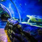SEA LIFE Birmingham Admission Ticket - Frequently Asked Questions