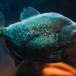 SEA LIFE Brighton Admission Ticket - Final Thoughts: Is It Worth Your Time?