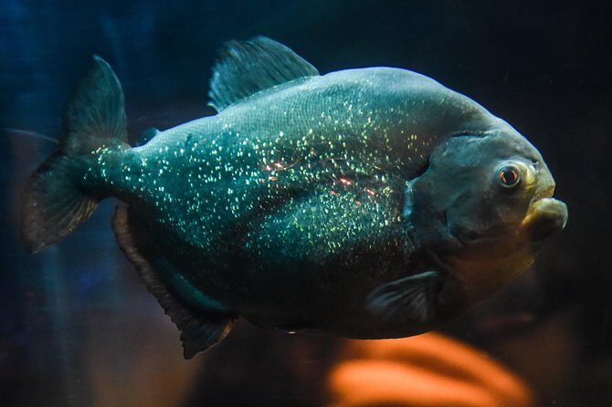 SEA LIFE Brighton Admission Ticket - Final Thoughts: Is It Worth Your Time?
