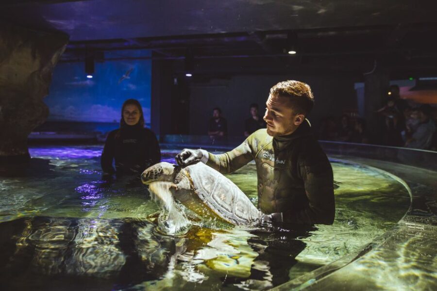 Sea Life Kelly Tarlton's Aquarium General Admission - Who Will Love Kelly Tarlton’s?