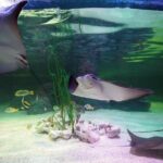 SEA LIFE Loch Lomond General Admission Ticket - The Sum Up