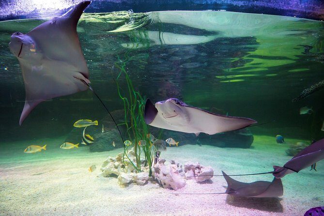 SEA LIFE Loch Lomond General Admission Ticket - The Sum Up