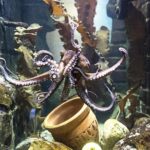SEA LIFE Oberhausen Admission Ticket - FAQs
