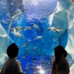 SEA LIFE Paris: Admission Ticket - Who Will Enjoy This?