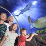 SEA LIFE Timmendorfer Strand Ticket - The Sum Up: Who Will Enjoy SEA LIFE Timmendorfer Strand?