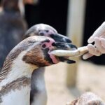 SEA LIFE Weymouth Admission Ticket - Final Thoughts: Is It Worth Visiting?