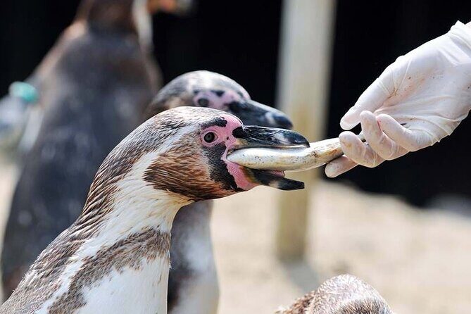 SEA LIFE Weymouth Admission Ticket - Final Thoughts: Is It Worth Visiting?