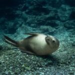 Sea Lion Snorkel Adventure at Espíritu Santo Island - What Does It All Mean for You?