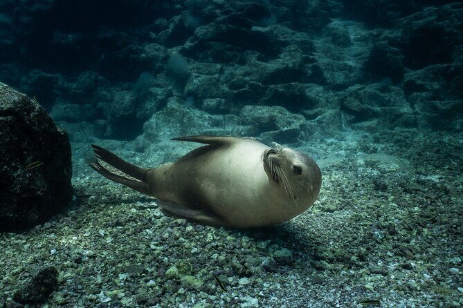 Sea Lion Snorkel Adventure at Espíritu Santo Island - What Does It All Mean for You?