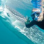 Sea of Cortez Combo: Whale Sharks, Sea Lions & Balandra Beach - Why This Tour Excels for Travelers