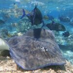 Sea Scooter Jet snorkeling "Moorea Reef Adventure" - Why This Tour Works for Different Travelers
