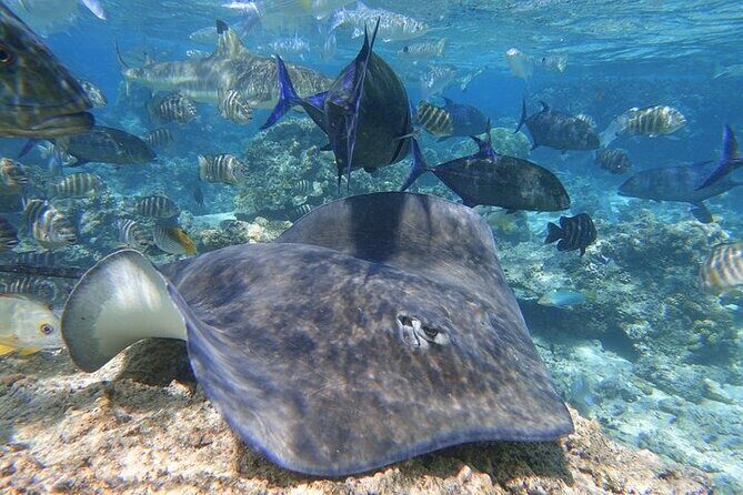 Sea Scooter Jet snorkeling "Moorea Reef Adventure" - Why This Tour Works for Different Travelers