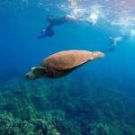 Sea Scooter Snorkeling Guided Tour - Turtle Town - Price and Value