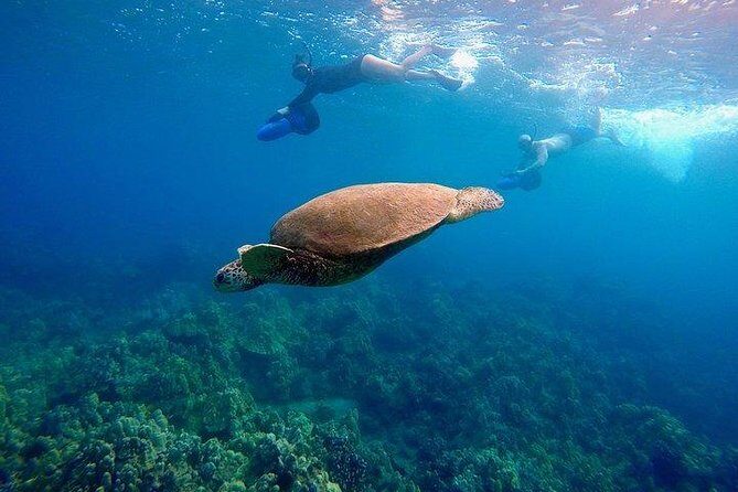 Sea Scooter Snorkeling Guided Tour - Turtle Town - Price and Value