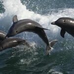 Sea Screamer Clearwater's Only Speed Boat Dolphin Watching - The Sum Up