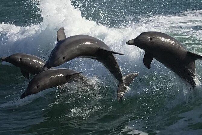 Sea Screamer Clearwater's Only Speed Boat Dolphin Watching - The Sum Up