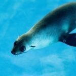 Seal Experience at Melbourne Zoo - excl. entry - The Value of This Experience