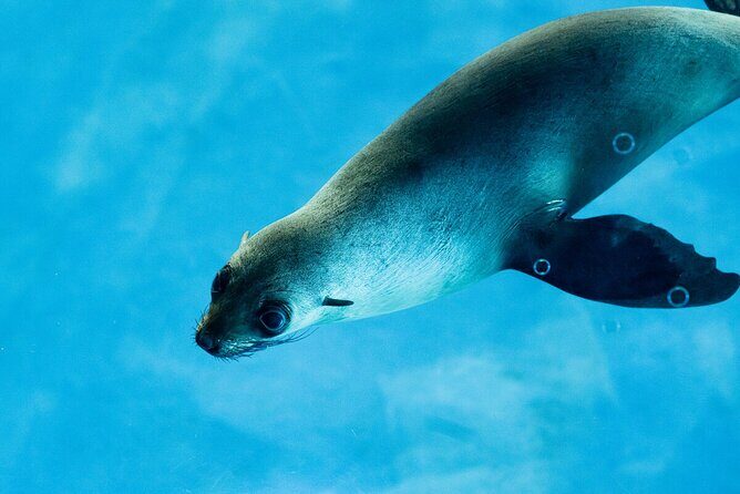 Seal Experience at Melbourne Zoo - excl. entry - The Value of This Experience