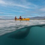 Seal Kayaking Adventure in Kaikoura - Final Thoughts