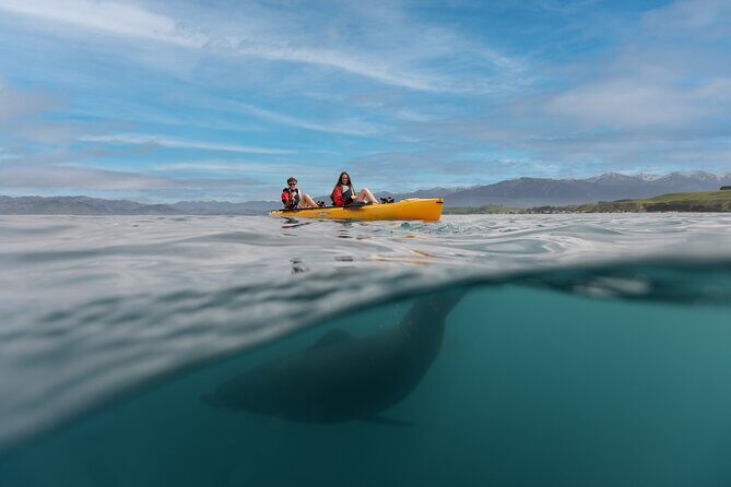 Seal Kayaking Adventure in Kaikoura - Final Thoughts