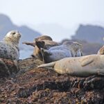 SEAL SAFARI in Savonlinna from Helsinki (private) - Olavinlinna Castle: A Medieval Marvel