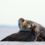 Seal-Watching Tour near Malusi Islands - An In-Depth Look at the Seal-Watching Tour