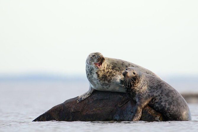 Seal-Watching Tour near Malusi Islands - An In-Depth Look at the Seal-Watching Tour