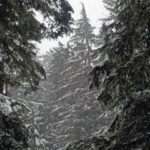Seattle: Longmire in Mount Rainier Winter Day Tour - Who Will Love This Tour?