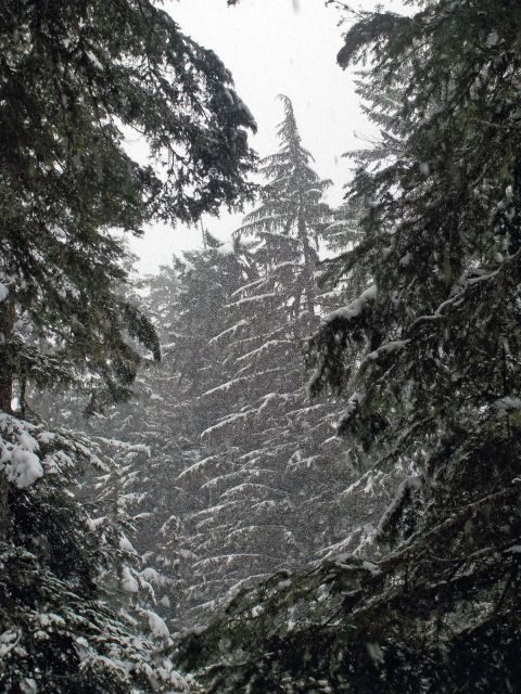 Seattle: Longmire in Mount Rainier Winter Day Tour - Who Will Love This Tour?