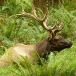 Seattle: Olympic National Park Small-Group Tour - Why This Tour Excels for Travelers
