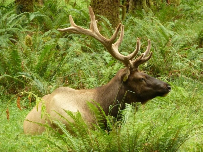 Seattle: Olympic National Park Small-Group Tour - Why This Tour Excels for Travelers