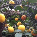 Secret Gardens of London Private Tour - The Value of an Expert Guide and Private Transport