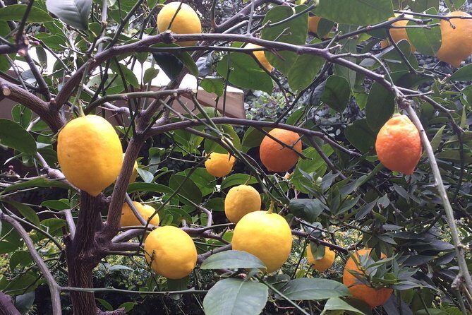 Secret Gardens of London Private Tour - The Value of an Expert Guide and Private Transport