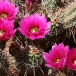 Sedona: PRIVATE Pavement 2-Hour Highlights Jeep Tour - An In-Depth Look at the 2-Hour Sedona Jeep Tour