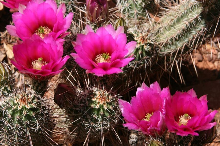 Sedona: PRIVATE Pavement 2-Hour Highlights Jeep Tour