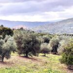 Seggiano: Extra Virgin Olive Oil Museum Visit and Tasting - A Deep Dive into the Olio Abbraccio Olive Oil Tour