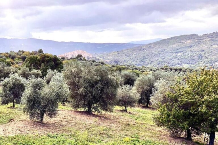 Seggiano: Extra Virgin Olive Oil Museum Visit and Tasting - A Deep Dive into the Olio Abbraccio Olive Oil Tour