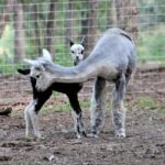 Seguin: Alpaca Experience and Adventure Tour - An In-Depth Look at the Alpaca Experience and Adventure Tour