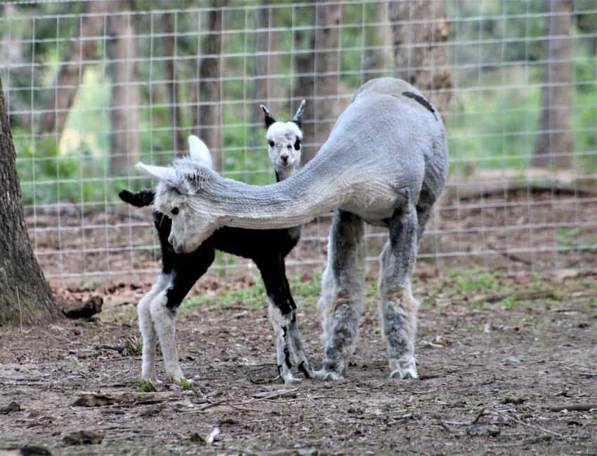 Seguin: Alpaca Experience and Adventure Tour - An In-Depth Look at the Alpaca Experience and Adventure Tour