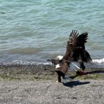 Segway Coastal Scenic Rainforest Tour - FAQ