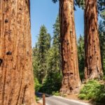 Self-Guided Audio Driving Tour in Sequoia and Kings Canyon - A Deep Dive into the Experience