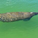 Self Guided Standup Paddle Board EcoTour -Bonita Springs - Frequently Asked Questions