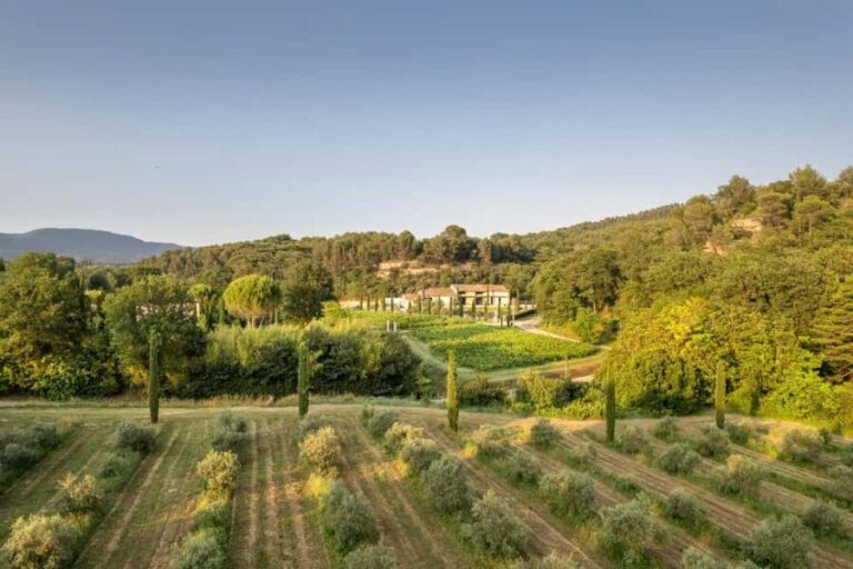 Self tour of the olive oil mill & olive oil tasting - A Deep Dive into the Olive Oil Experience