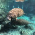 Semi Private Manatee Swim Tour - Who Would Love This Tour?