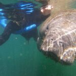 Semi-Private Manatee Swim Tour With In-Water Guide/Photographer - A Deep Dive into the Manatee Swim Experience