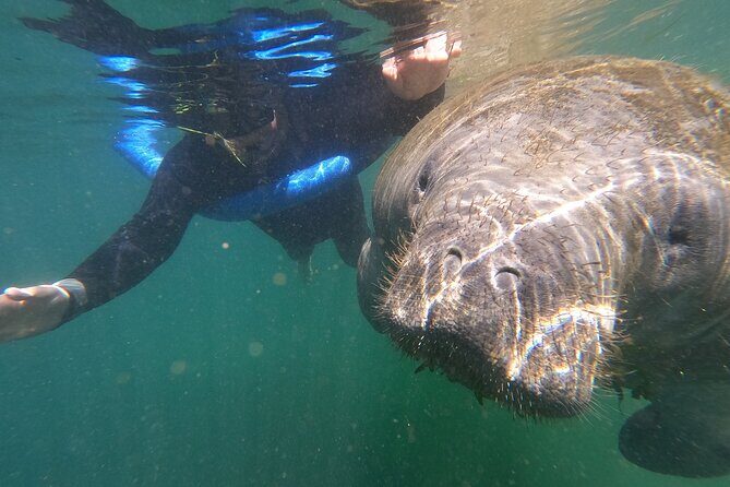 Semi-Private Manatee Swim Tour With In-Water Guide/Photographer - A Deep Dive into the Manatee Swim Experience