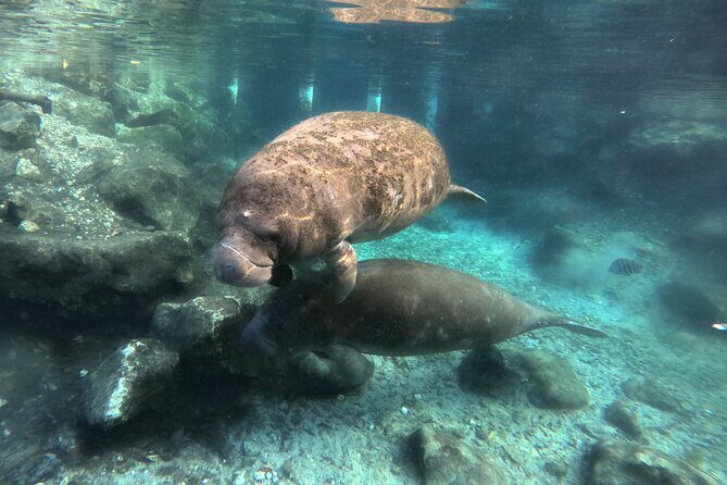 Semi Private Manatee Swim Tour - Who Would Love This Tour?