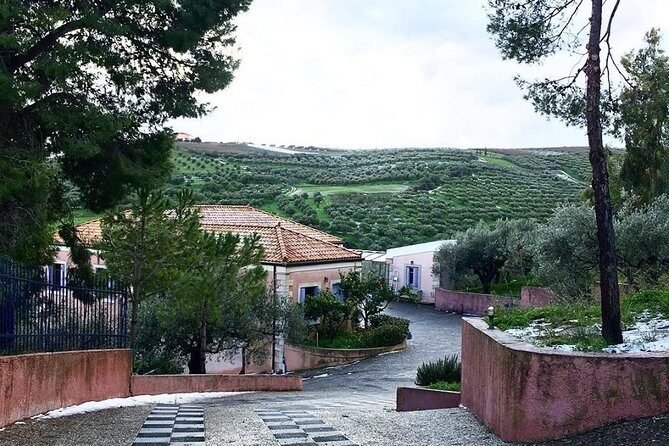 Semi Private Wine and Olive Oil tour (Transfer & Lunch Incl.) - The Itinerary in Detail