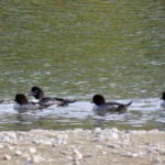 September 2025 British Columbia Rocky Mountain Birding Tour - Final Thoughts: Is This Tour for You?