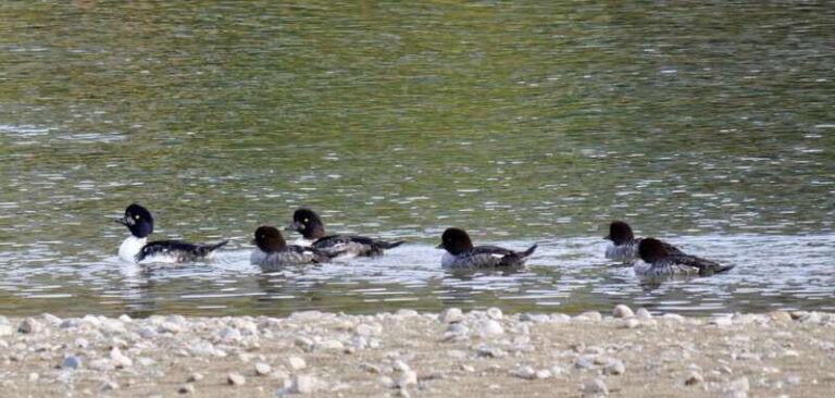 September 2025 British Columbia Rocky Mountain Birding Tour - Final Thoughts: Is This Tour for You?